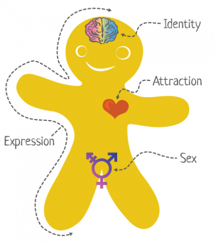 A gingerbread cutout with labels" identity, expression, attraction, and sex"