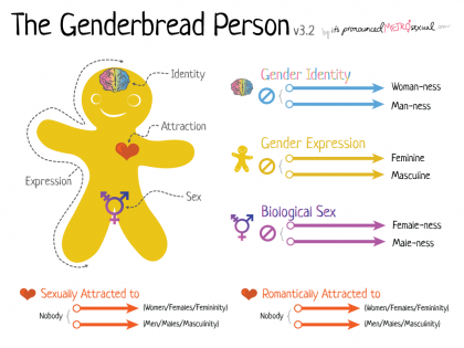 A gingerbread cutout with diagrams about gender identity, gender expression, gender attraction, and biological sex